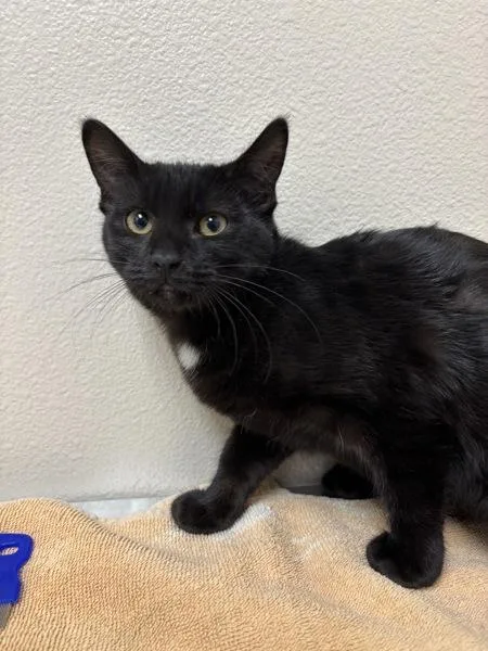 A baby small-sized female Domestic Short Hair cat named Buttercup for adoption in Sherwood, OR