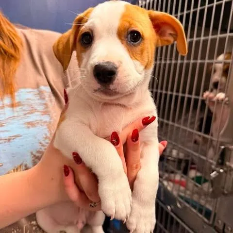 A baby small-sized male Yellow / Tan / Blond / Fawn Mixed Breed dog named Carl for adoption in Edwardsville, IL