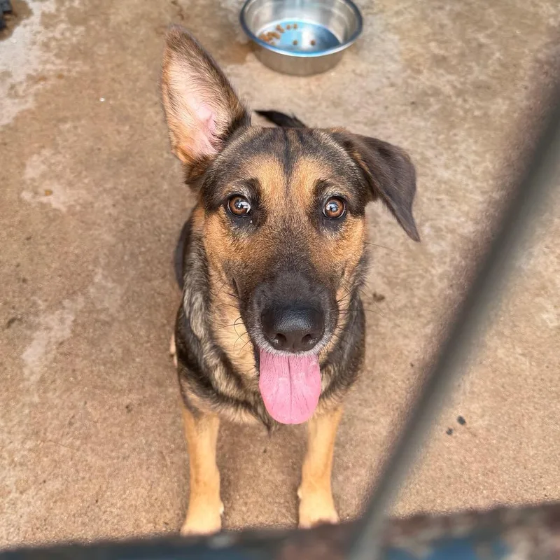 A young medium-sized female Black Shepherd dog named Adira for adoption in Lake Jackson, TX