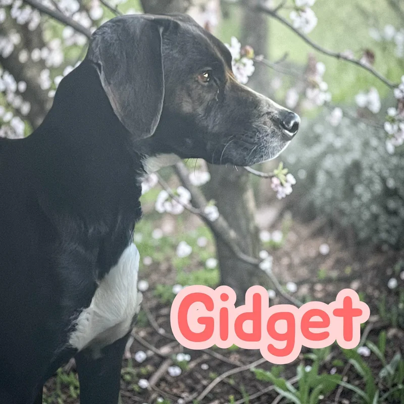 Gidgit  Allaround Best thumbnail 2