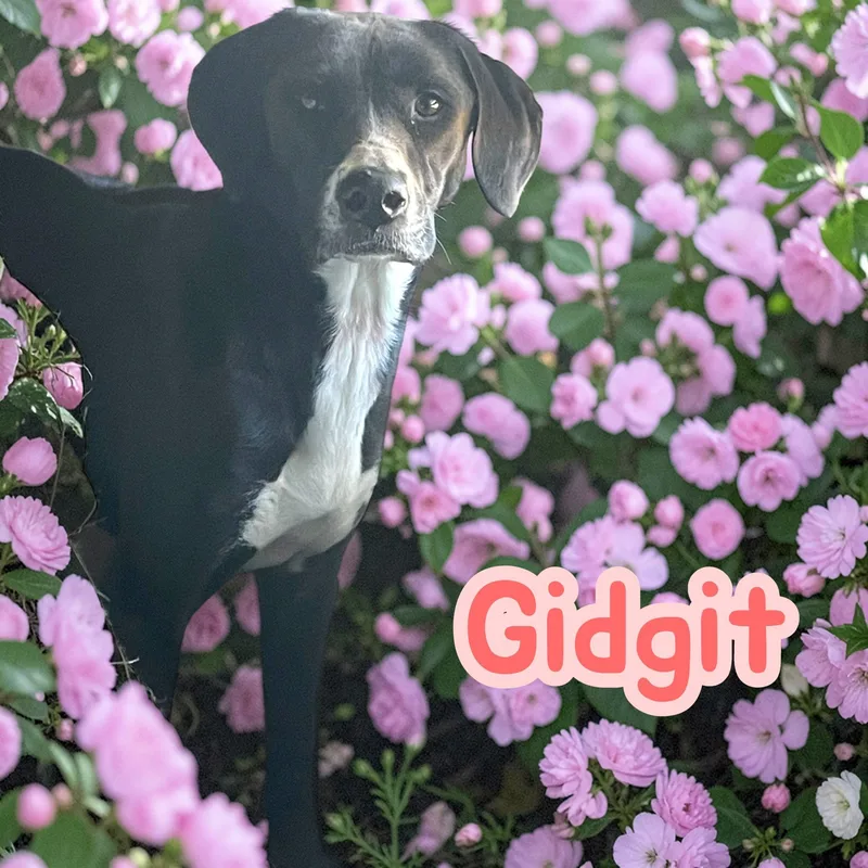 Gidgit  Allaround Best thumbnail 3