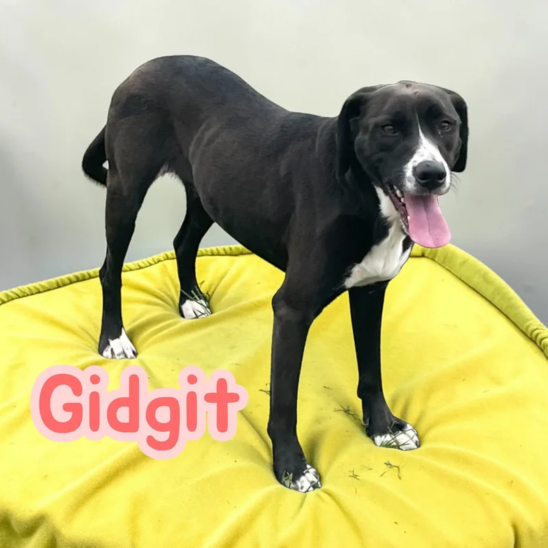 Gidgit  Allaround Best thumbnail 4