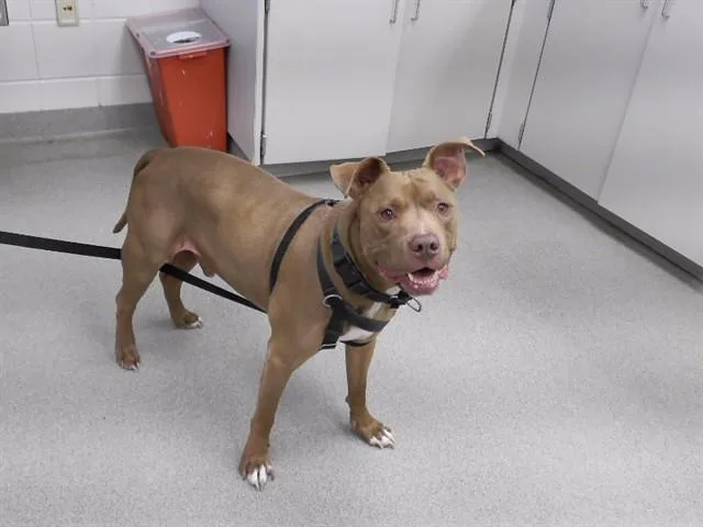 A senior medium-sized male Boxer dog named Hercules for adoption in Omaha, NE