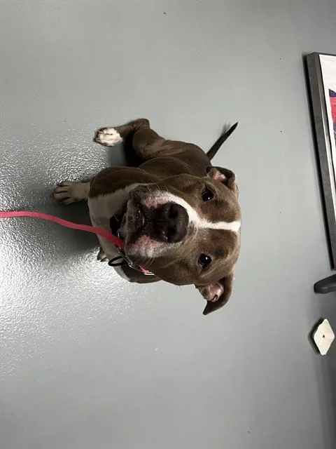 An adult large-sized male Pit Bull Terrier dog named Rev for adoption in Saint Cloud, FL