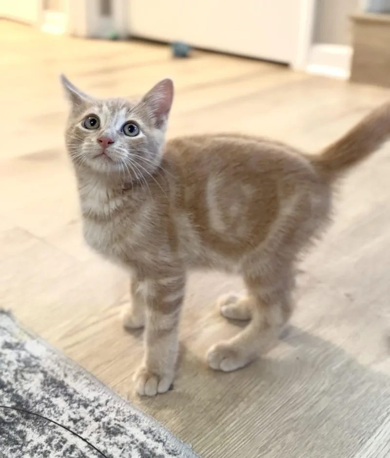 A baby medium-sized male Domestic Short Hair cat named Waffle for adoption in Crown Point, IN