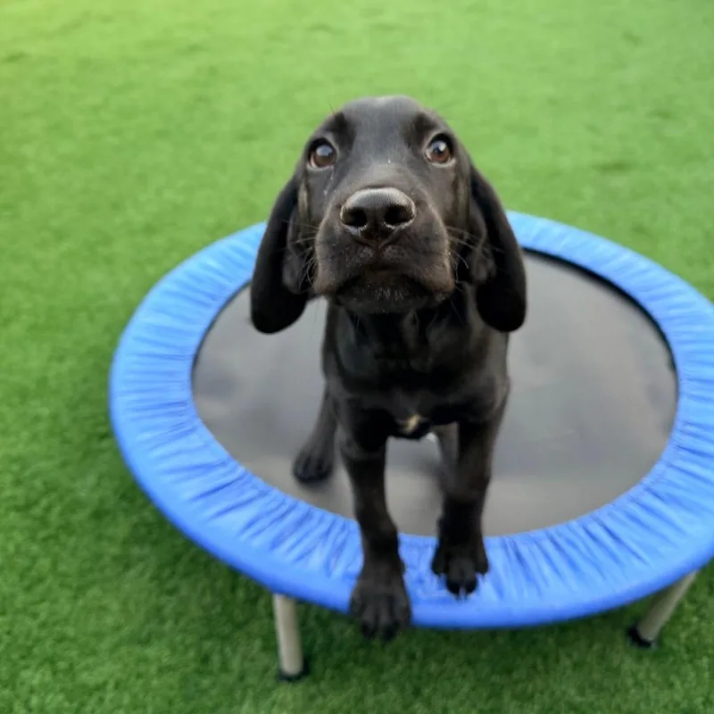 A baby medium-sized male Black Hound dog named Bronco for adoption in La Grange, KY
