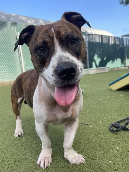 A young medium-sized male Pit Bull Terrier dog named Guava for adoption in Austin, TX