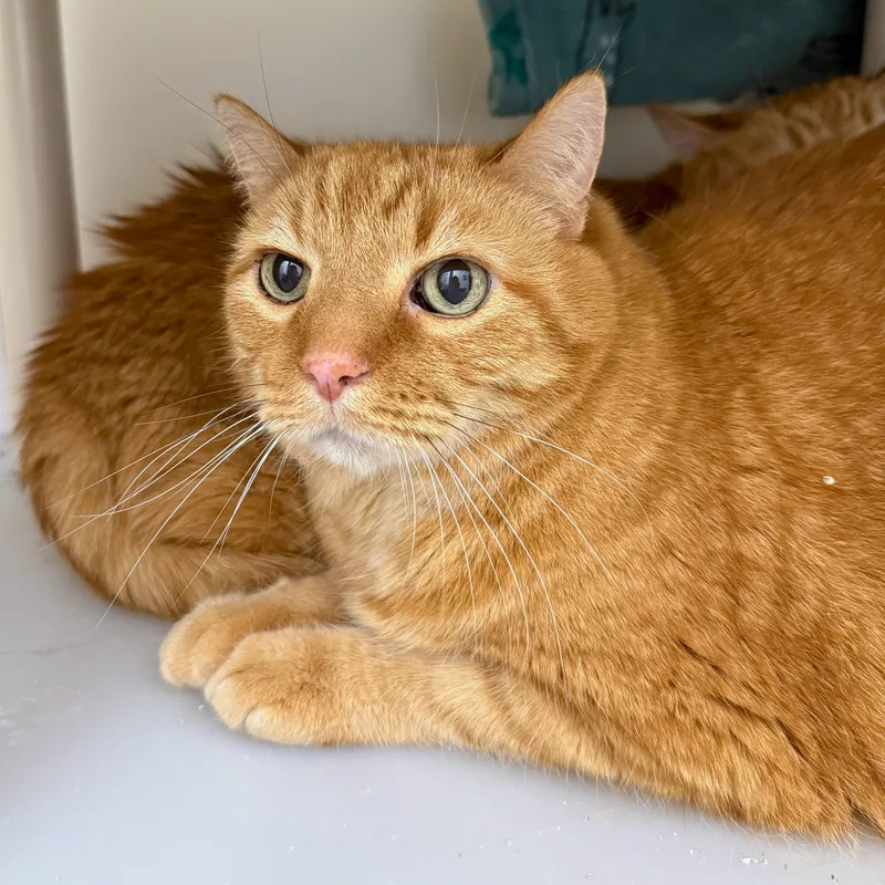 A senior large-sized male Tabby (Orange / Red) Domestic Short Hair cat named Lennox for adoption in Ridgway, CO