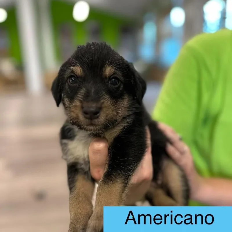 A baby medium-sized male Black Cattle Dog named Americano for adoption in Tampa, FL
