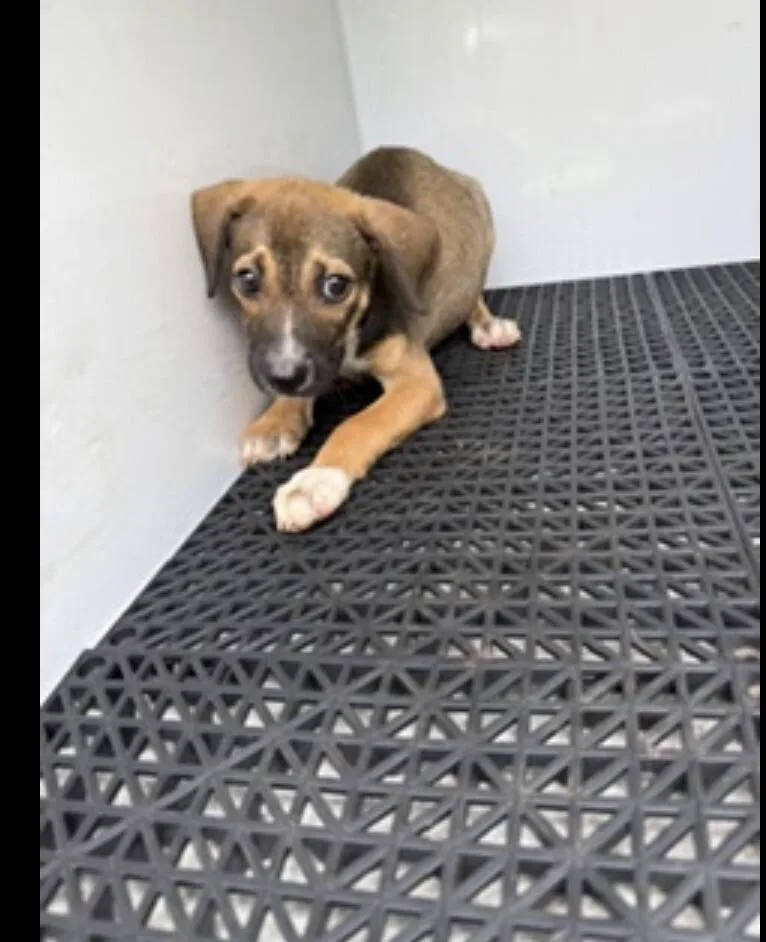 A young medium-sized male Brown / Chocolate Mixed Breed dog named Griffin for adoption in Mobile, AL