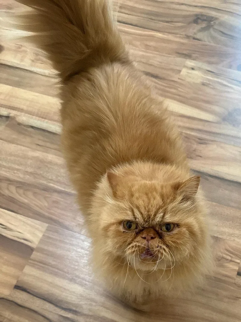 Milo Courtesy Listing thumbnail 2