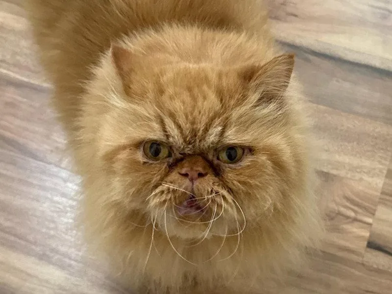 Milo Courtesy Listing thumbnail 3