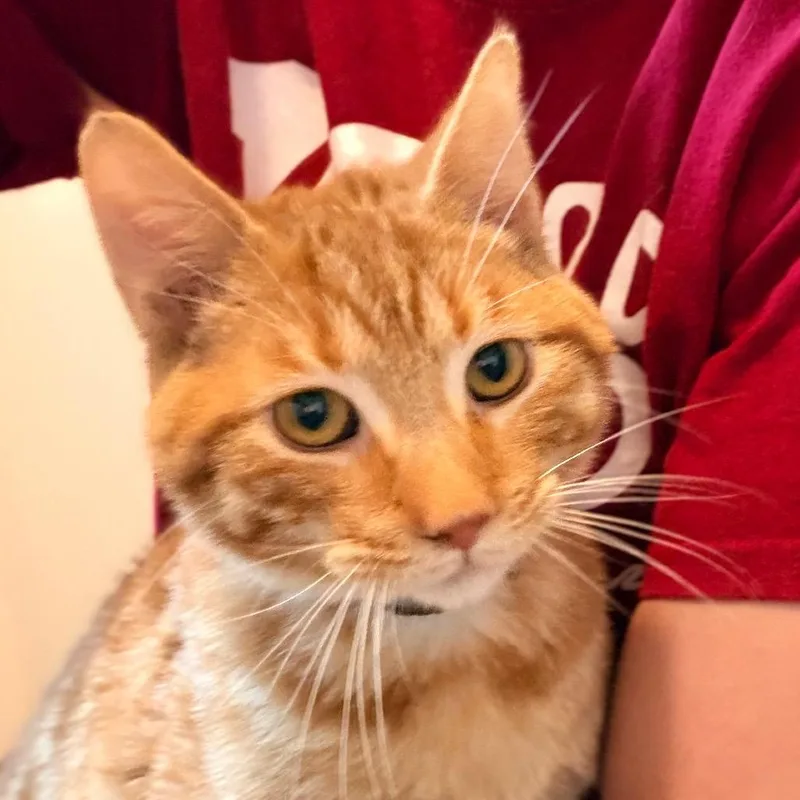 A young medium-sized male Orange / Red Domestic Short Hair cat named Simon for adoption in Green Bay, WI