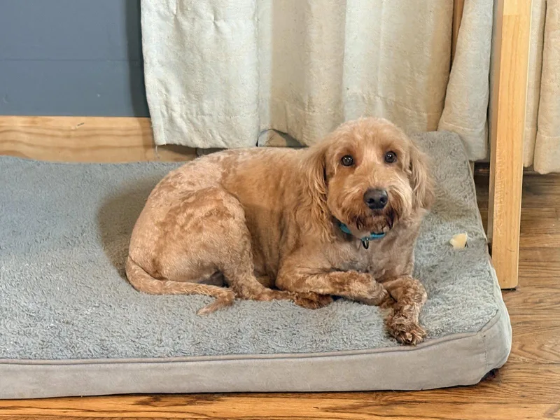 Buttercup thumbnail 2