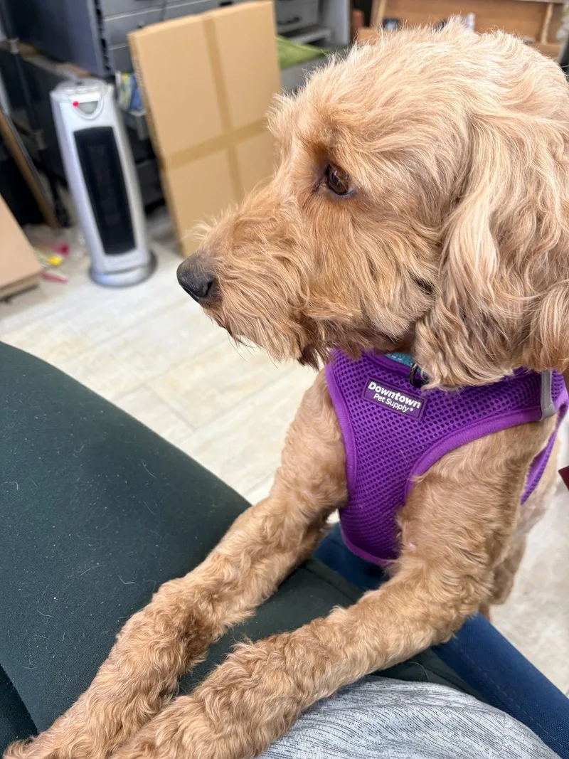 Buttercup thumbnail 3