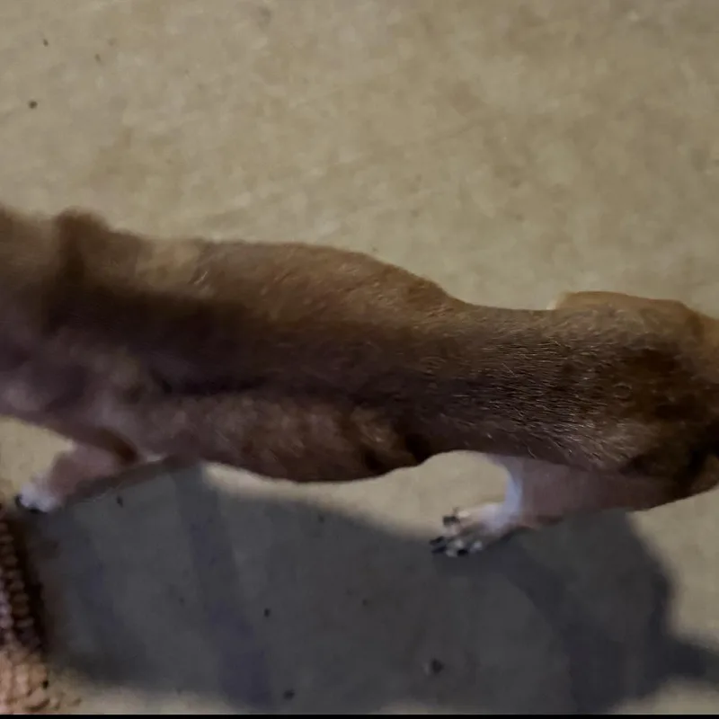 Slim Shady thumbnail 2