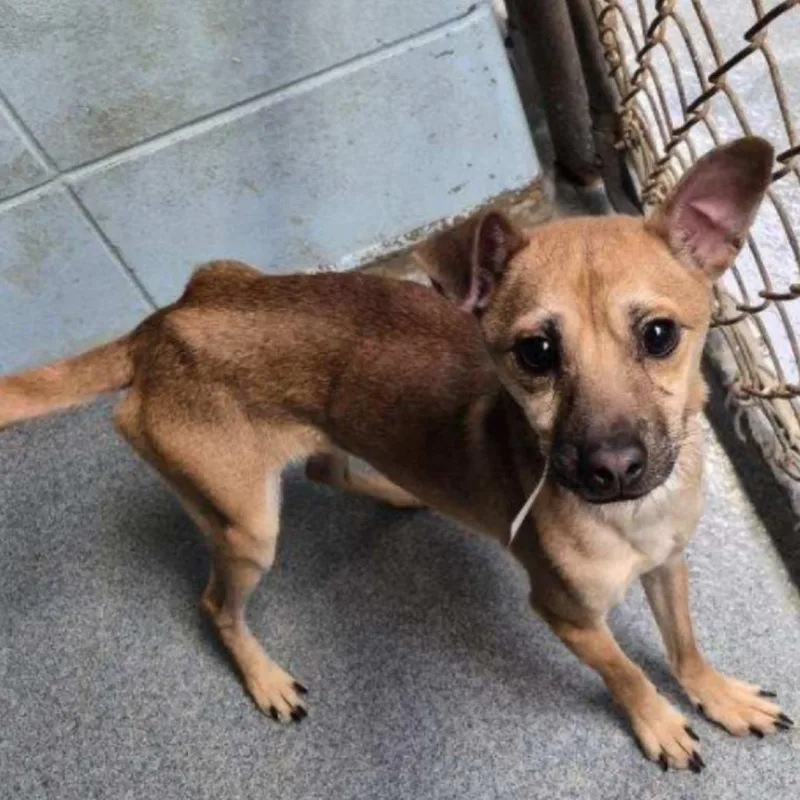 Slim Shady thumbnail 4