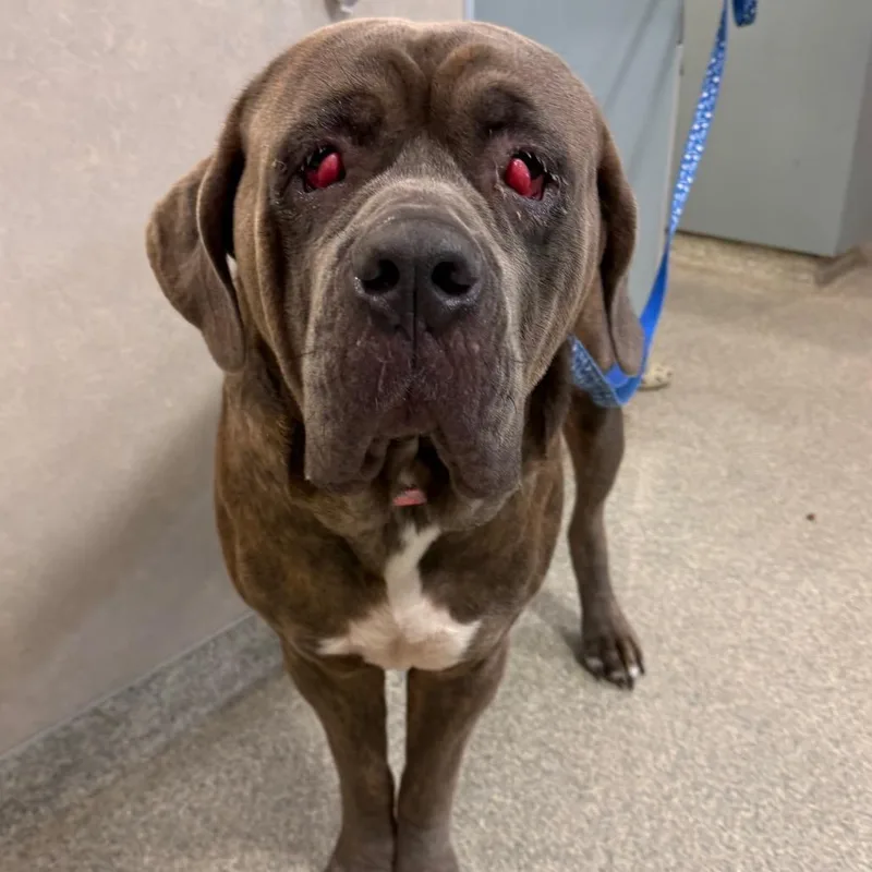 An adult large-sized male Gray / Blue / Silver Mixed Breed dog named Hank for adoption in Jacksonville, FL