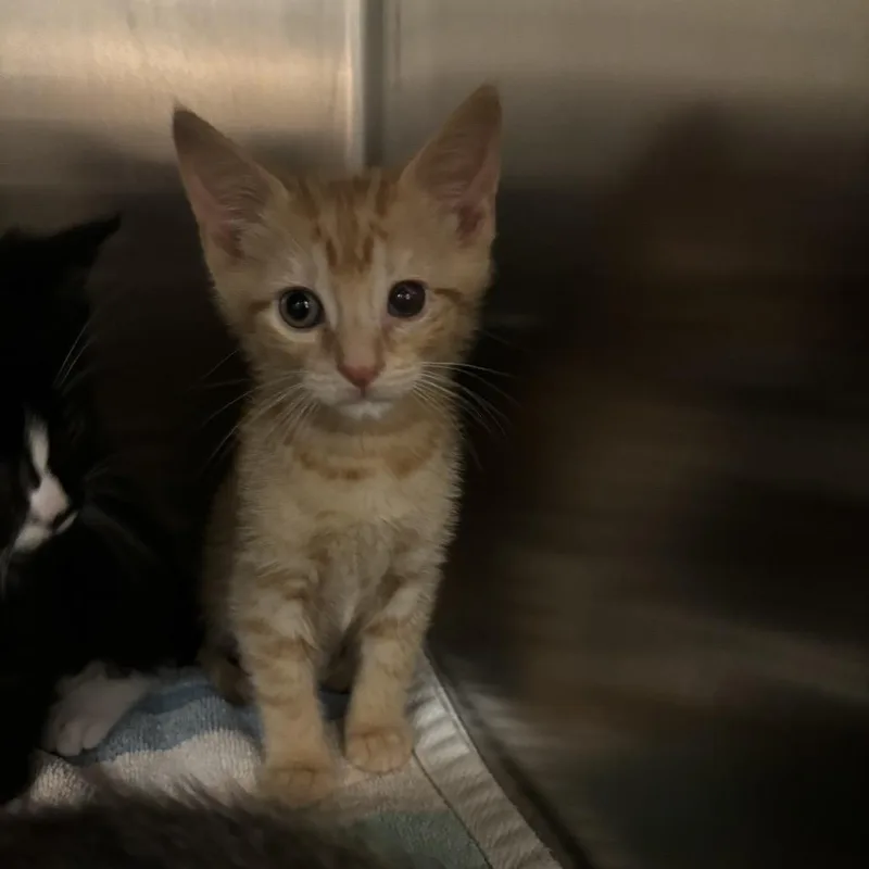 A baby small-sized male Orange / Red Domestic Short Hair cat named Cheese for adoption in Council Bluffs, IA