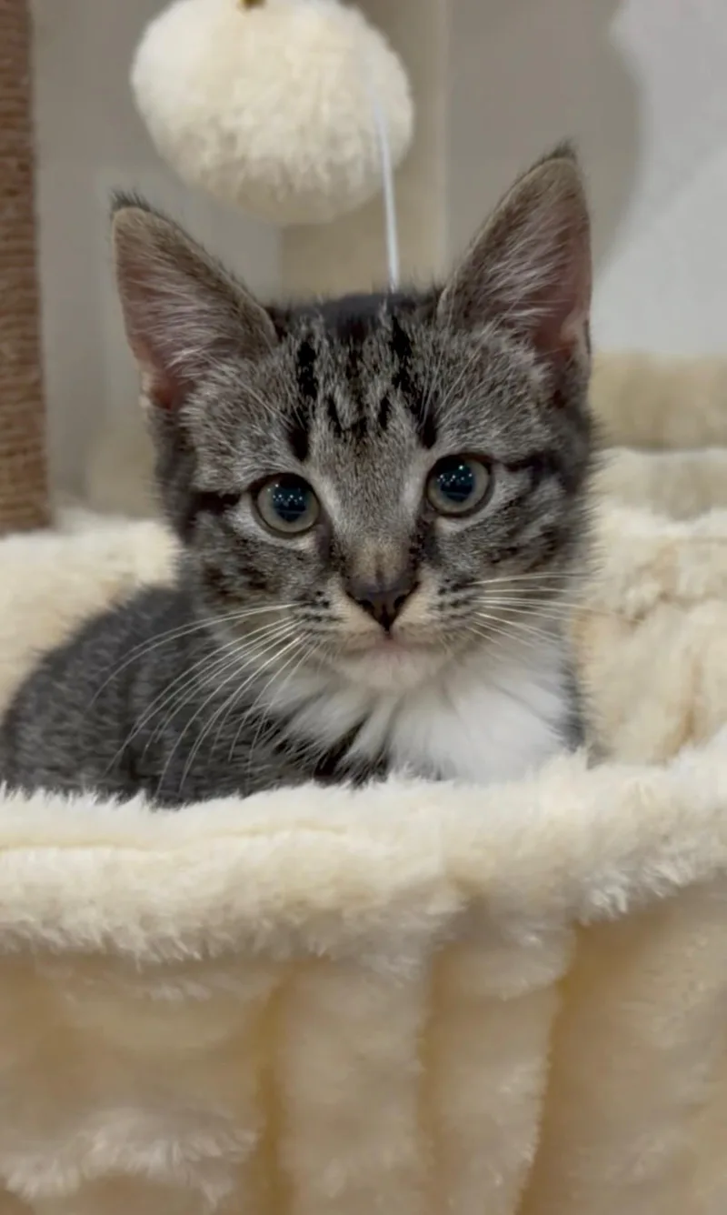A baby medium-sized female Domestic Short Hair cat named Sora for adoption in Allen, TX