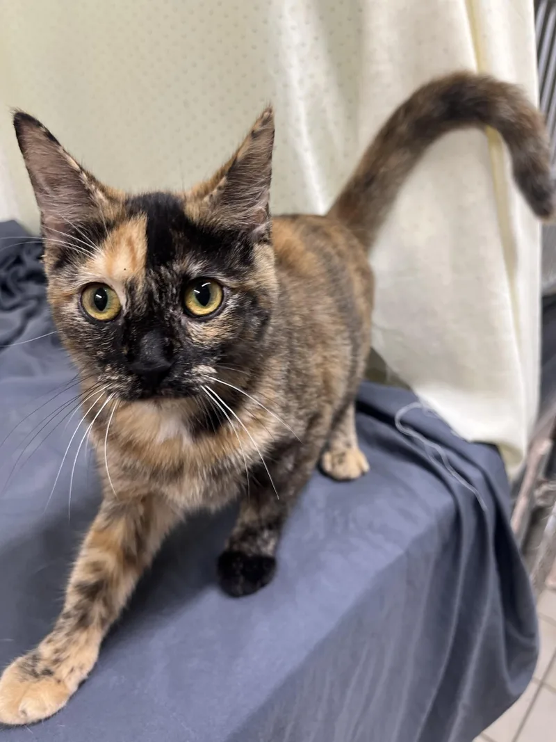 An adult medium-sized female Tortoiseshell Domestic Short Hair cat named Dapper for adoption in Upper Sandusky, OH
