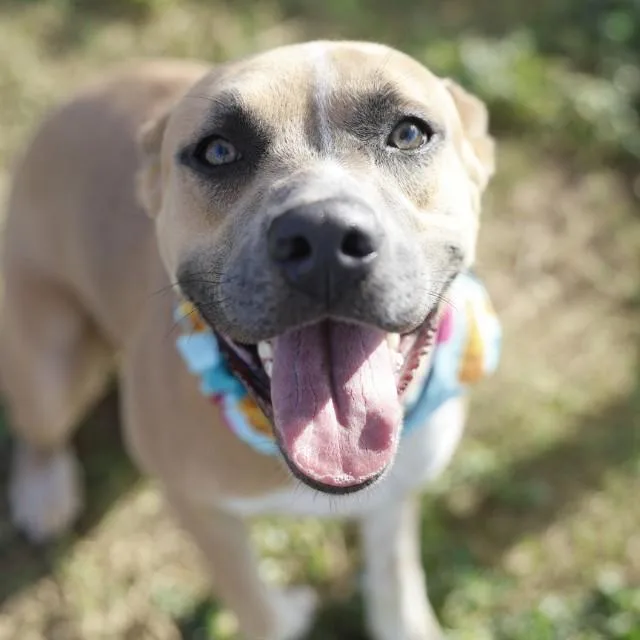 An adult medium-sized female Shepherd dog named Gretel for adoption in San Antonio, TX