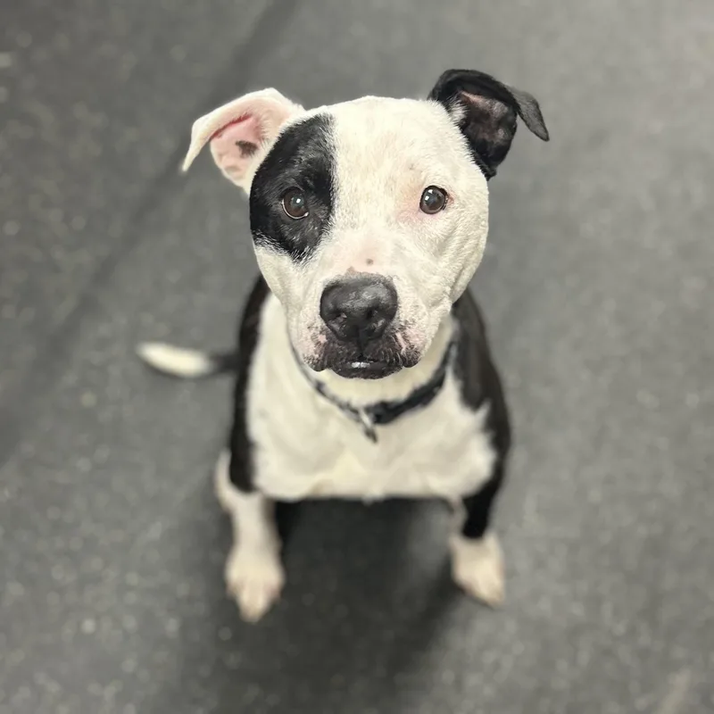 An adult medium-sized female Mixed Breed dog named Tipsy for adoption in Youngstown, OH