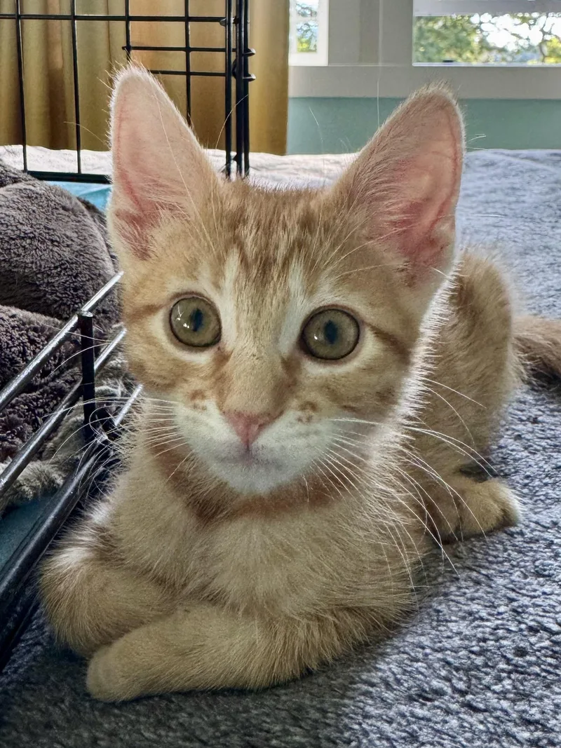 A baby medium-sized male Orange / Red Tabby cat named Paprika for adoption in Woodinville, WA