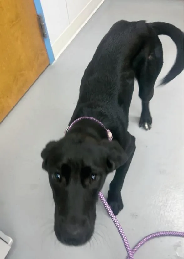 A baby medium-sized female Labrador Retriever dog named Alice for adoption in Hartsville, SC