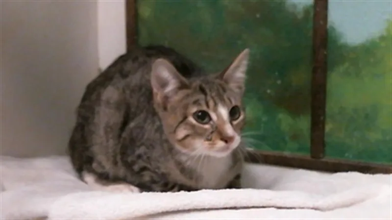 A young small-sized male Domestic Short Hair cat named Conan for adoption in Houston, TX