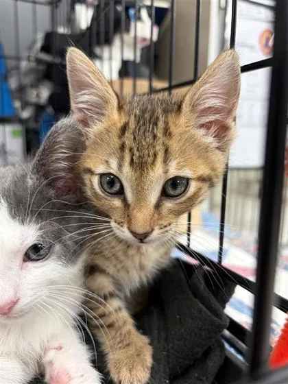 A baby small-sized female Domestic Short Hair cat named Jade for adoption in West Chester, PA