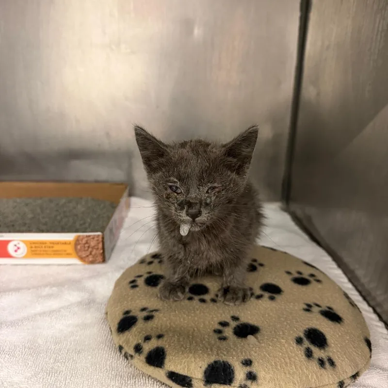 A baby small-sized male Gray / Blue / Silver Domestic Short Hair cat named Giyu for adoption in Austin, TX