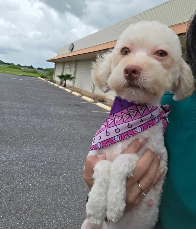 A young small-sized female Yellow / Tan / Blond / Fawn Miniature Poodle dog named Tequila for adoption in Hamden, CT