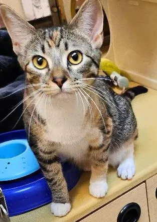 A young medium-sized female Torbie cat named Caramel for adoption in Tulsa, OK
