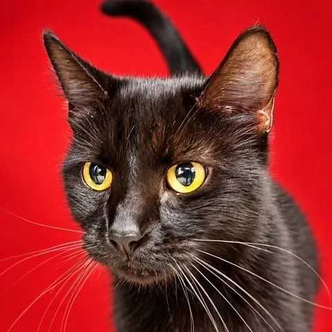 An adult medium-sized female Domestic Short Hair cat named Blair for adoption in Columbia, MD