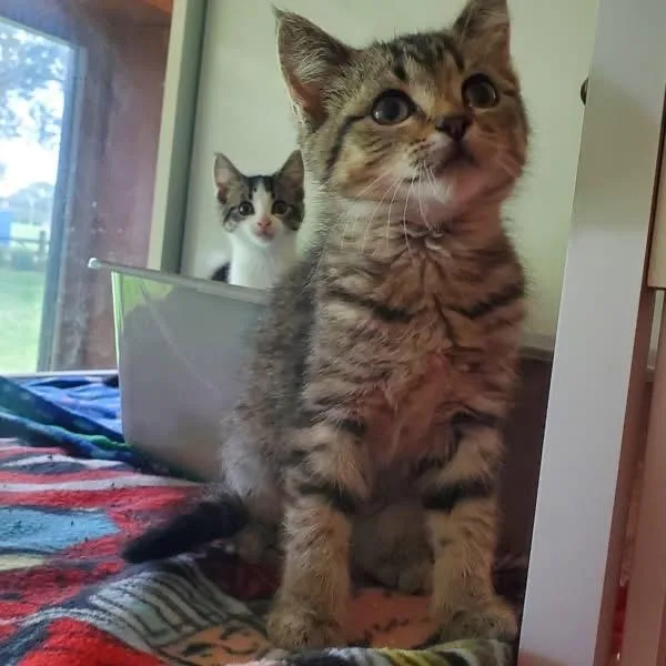 A baby small-sized female Tabby (Brown / Chocolate) Domestic Short Hair cat named Brandy for adoption in Hutchinson, MN