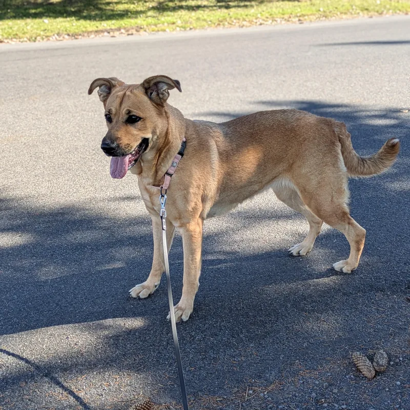 A young large-sized female Yellow / Tan / Blond / Fawn Mixed Breed dog named Shanti for adoption in Syracuse, NY