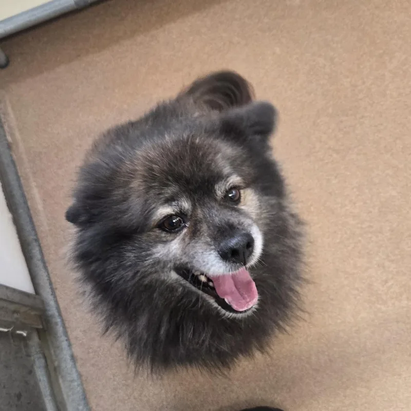 An adult small-sized male Black Pomeranian dog named Motley for adoption in Murray, UT