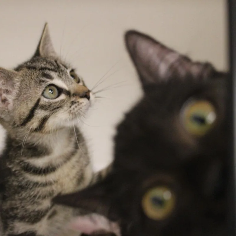A baby small-sized male Black Domestic Short Hair cat named Midsummer's Night for adoption in Champaign, IL