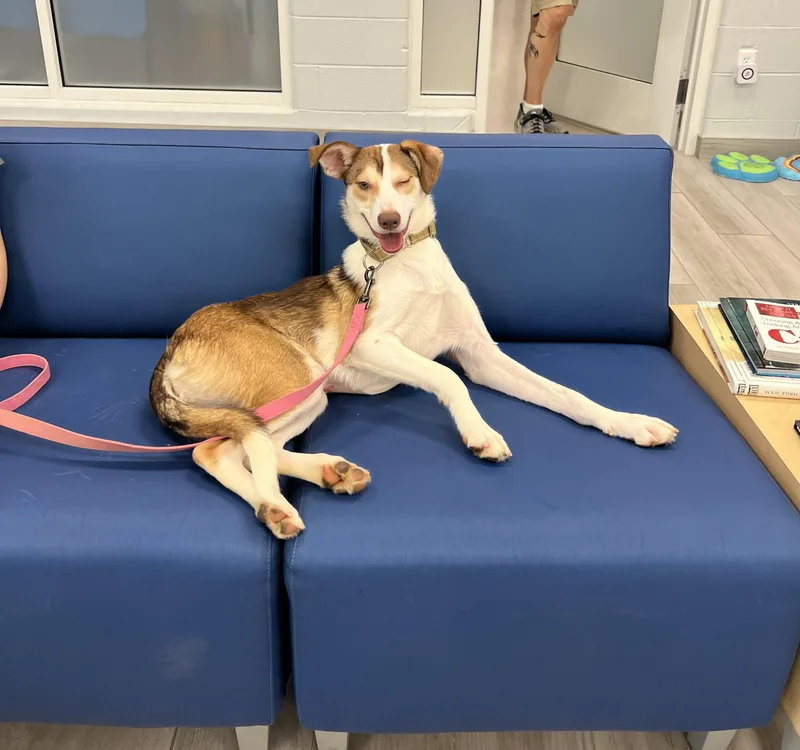 A young medium-sized female Apricot / Beige Collie dog named Mira for adoption in Maidens, VA