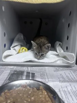 A baby small-sized female Domestic Short Hair cat named Marcella for adoption in Daytona Beach, FL