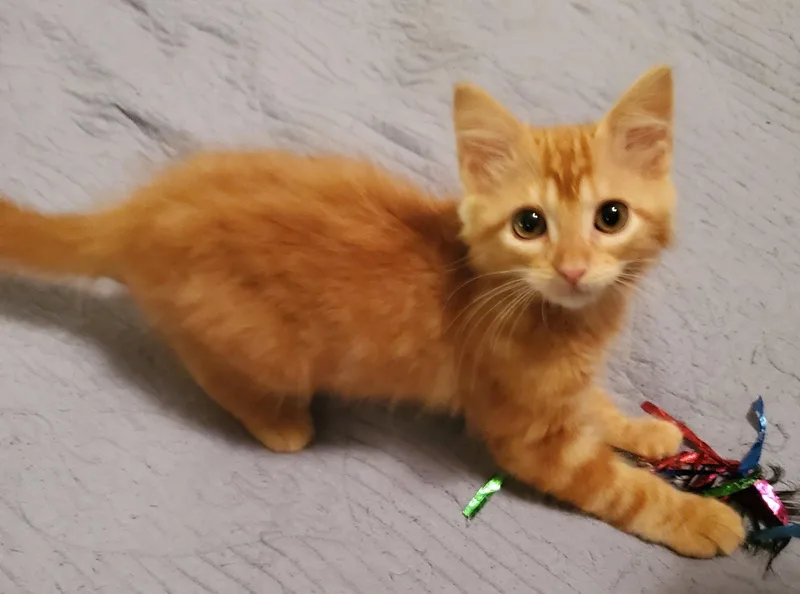 A baby small-sized male Domestic Medium Hair cat named Lil Red for adoption in Arlington, TX