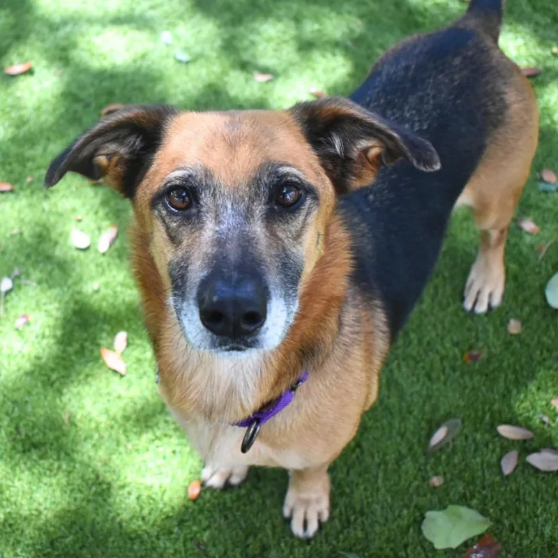 An adult medium-sized female Hound dog named Zola for adoption in Saint Petersburg, FL