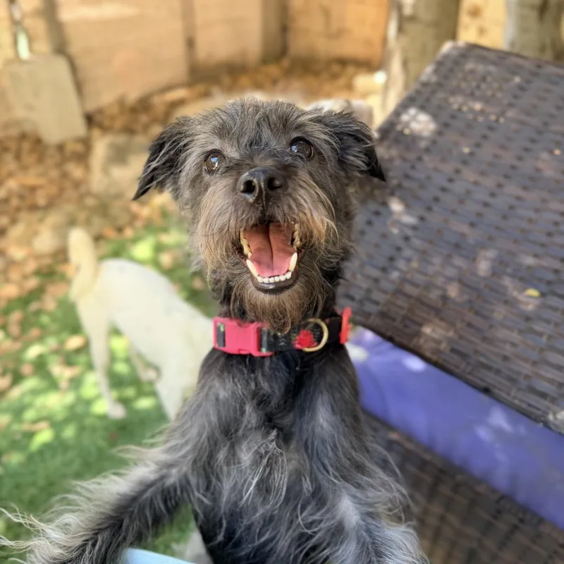 An adult small-sized female Gray / Blue / Silver Mixed Breed dog named Twiggy for adoption in Pacific Grove, CA
