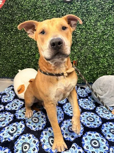 An adult large-sized male American Staffordshire Terrier dog named Yogi for adoption in Corpus Christi, TX
