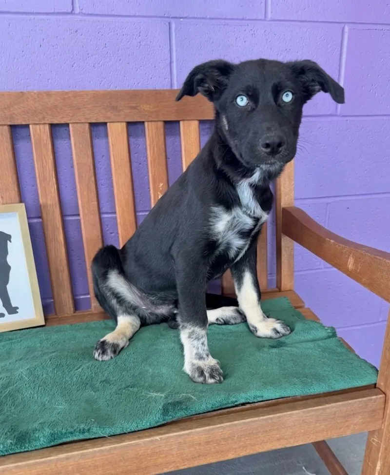 A baby medium-sized male Shepherd dog named Axl for adoption in North Prairie, WI