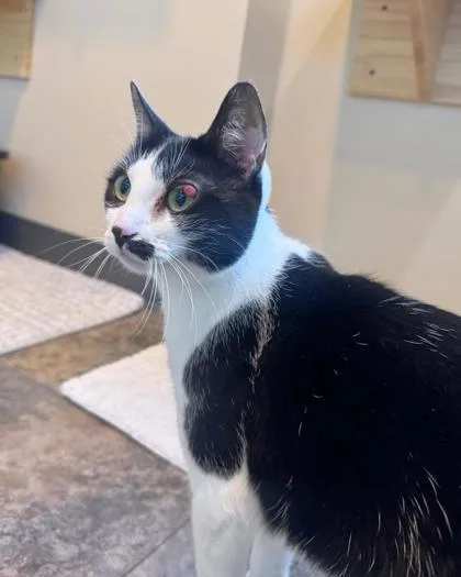 A young medium-sized female Domestic Short Hair cat named Moo Moo for adoption in Missoula, MT