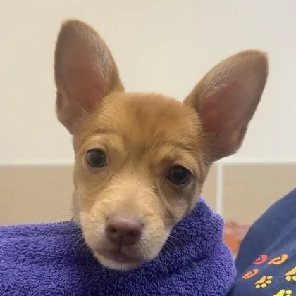 A baby small-sized male Mixed Breed dog named Robert for adoption in Honolulu, HI