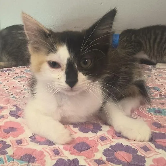 Clementine