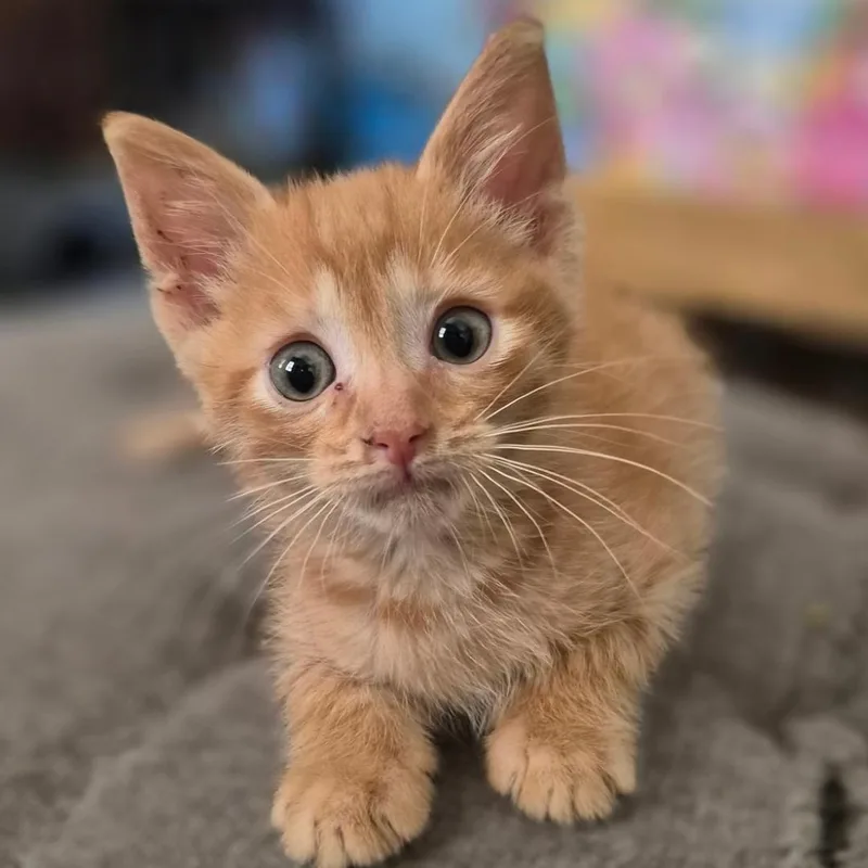 A young small-sized male Domestic Short Hair cat named Lewis for adoption in Gresham, WI